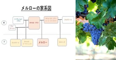 第２回　世界のメルローの起源・親族・・・「メルローを良く知る」シリーズ②