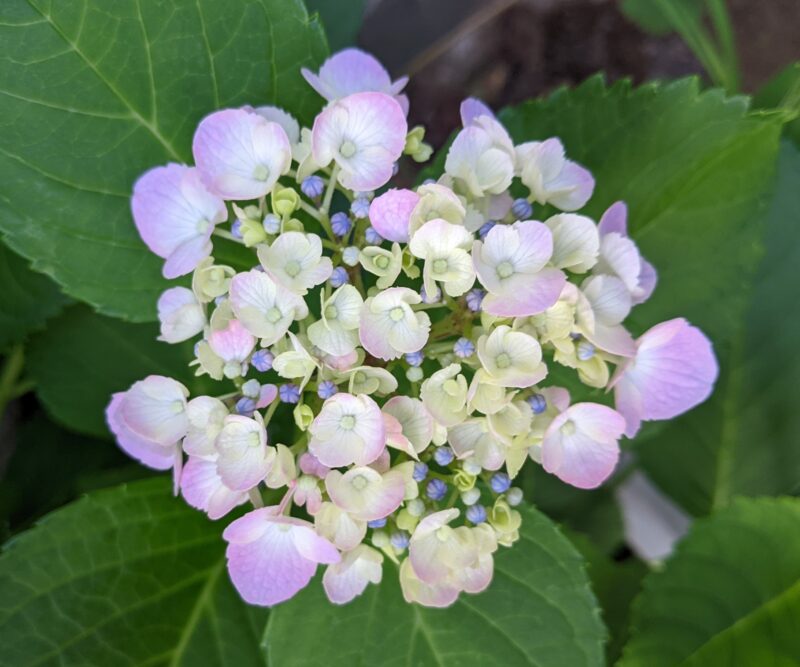 紫陽花( 2022年作) 紫陽花が美しく咲き誇る季節が到来！