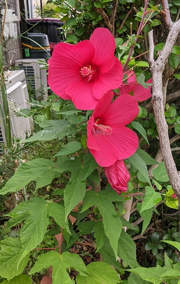 ハイビスカス？いいえ、タイタンビカスです。そして、おかえり